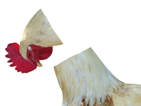 Headless chicken: Northern Rock nationalised