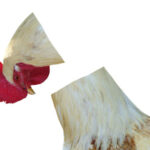 While banking system lurches, politicians bicker over VAT in Government gift shop While banking system lurches, politicians bicker over VAT in Government gift shop