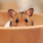 Five ways your pet could cost your pension dear