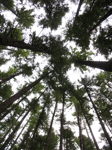 bloggingformoneybelowtrees A tiny number of new blogs will ever catch up with their profitable peers
