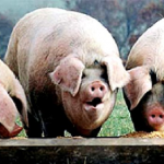 The MPs' expense scandal is a symptom of a bodged and dated political system