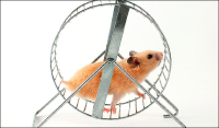 Share trading hamster