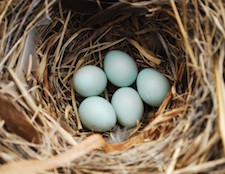 Photo of a nest of eggs as metaphor for a pension / nest egg.