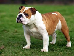 Image of a British bulldog to illustrate the UK market strength