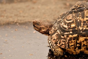 An image of a tortoise to represent a late starting investor